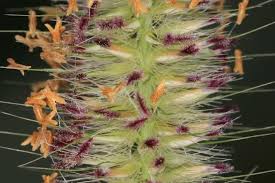 Image result for Cenchrus macrourus