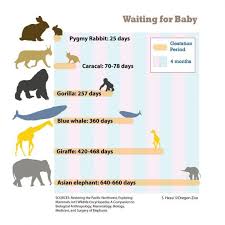Gestation Period Of Some Mammals Frilled Sharks Have The Longest Gestation Period Of Up To 3 And A Half Years Gestation Period Frilled Shark Mammals