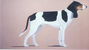 Image result for jurský honič