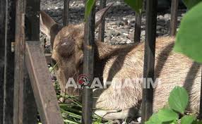 Bingung ingin mulai menjelajahinya dari mana? Seekor Rusa Arungi Selat Bali Hingga Terdampar Di Banyuwangi Arahjatim Com