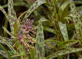 Image result for Ledebouria Unidentified sp. no5.