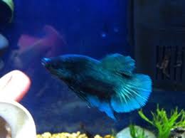 Betta Suicide Aquariacentral Com