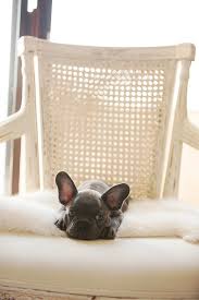 Bouledogue or bouledogue français) is a breed of domestic dog, bred to be companion dogs. Mighty Mignon The Chriselle Factor