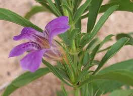 Image result for Dyschoriste transvaalensis