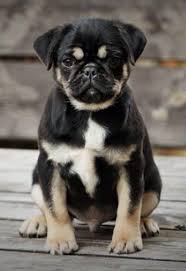 Black And Tan Pug Black And Tan Pug Pugs Pug Life Baby Animals