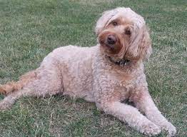 Applications and deposits are now being accepted. Goldendoodle Puppies For Sale Minneapolis St Paul Area Red Cedar Farms