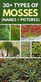 They can choose their landing location wherever they want and then engage in search of weapons and other utilities like medic kits, grenades, etc. 30 Popular Types Of Mosses With Names Pictures And Their Uses