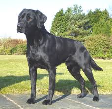 Image result for labrador field