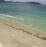 whales remote Zealand beach