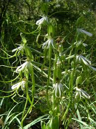 Image result for Bonatea