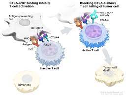 mesothelioma affects the mesothelium tissue membrane that lines some of the human body cavities and vital organs. Malignant Mesothelioma Treatment Adult Pdq Patient Version National Cancer Institute
