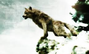 Hd Wallpaper Jacob Black Werewolf Form Brown Wolf Painting Movies Twilight Wallpaper Flare Free high definition desktop wallpaper.download nature, flower, cars wallpapers, beautiful pictures, and hd. werewolf form brown wolf painting