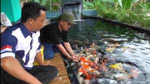 Untuk membudidayakan ikan koi ini selain dibutuhkan kesabaran dan ketekunan, juga perlu rajin menjaga kebersihan air, karena ikan ini sangat rentan terhadap penyakit. Keuntungan Mencapai Puluhan Juta Warga Banjaranyar Ciamis Sukses Budidaya Ikan Koi Harapan Rakyat Online