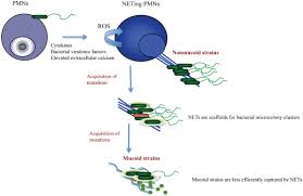 Auswerfen von mit proteinen umhüllten strängen (=net) aus granulären proteinen und nukleären bestandteilen Frontiers Does Netosis Contribute To The Bacterial Pathoadaptation In Cystic Fibrosis Immunology