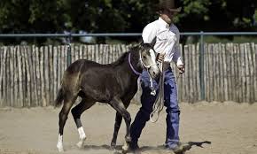 Pin On Riding And Training