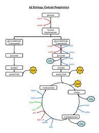 Complete Respiration Flow Chart Teaching Resources Biology Lessons Study Biology Teaching Biology