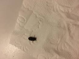 Je nach wohnort und lage kann es vorkommen, dass viele schwarze käfer sich in der wohnung einfinden. Was Sind Das Fur Kleine Schwarze Kafer In Meinem Bad Insekten Ungeziefer