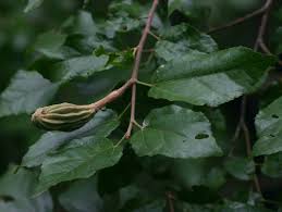 Image result for Glyphaea