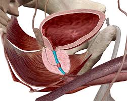 Image result for Prostate Anatomy