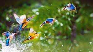 Flying Birds Birds Wallpaper Hd Beautiful Bird Wallpaper Bird Wallpaper