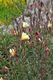 Image result for Oenothera stricta
