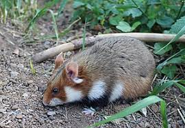Jan 19, 2019 · staring hamster is a reaction image macro of a hamster looking directly at the camera. Hamster Wikipedia