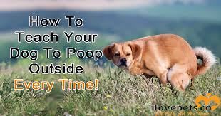 You could try moving his evening meal to earlier, so you can make sure he poos before going to bed, or later so it won't come through until morning. How To Get Your Dog To Poop Outside Every Time