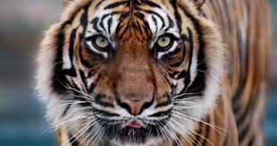 Additionally, a commercially prepared meat blend (enclosing primarily horse meat) and also bones are offered to pet tiger as this aid in natural chewing and nutrition. Tigers Don T Eat Humans So Why Did This One Kill Over 400 People Literary Hub