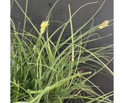 Image result for Carex sp.no.1