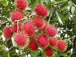 Hasil gambar untuk rambutan