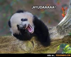 oso panda pidiendo ayuda パンダ 動物 可愛い 動物