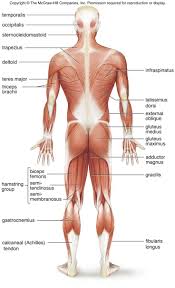 Musculoskeletal system | muscle structure and function. The Muscular System Human Body Muscles Human Muscle Anatomy Human Body Anatomy