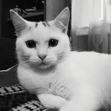 pin na doske zhivotnye