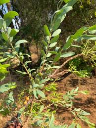 Image result for Tapinanthus quequensis