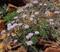 Image result for Clutia monticola