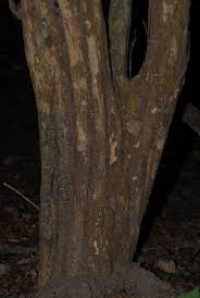 Image result for Coffea schliebenii