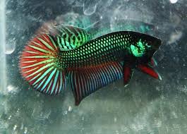 Wild Type Betta Mahachai Male 2 Betta Betta Fish Aquarium Fish