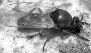 Image result for Erythrocephalum