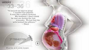 These pregnancy tips for normal delivery can improve your chances of having a healthy and natural delivery. How Organs Move During Pregnancy To Make Room For A Baby