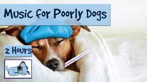 Prayer for a sick dog. Music For Sick Dogs If Your Dog Is Ill Try This Music To Relax Them Poorly01 Youtube