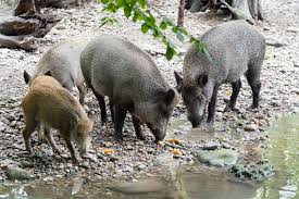 Nachwuchs Bei Den Reinlichen Wildschweinen