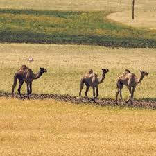 What do you call a monkey who loves chips? The Most Difficult Camels Riddles Globalquiz Org