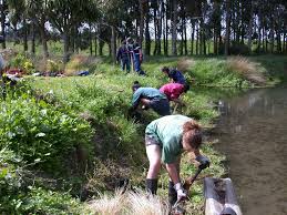 Riparian Restoration Outdoor Classroom Trees To Plant Restoration