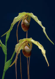 Image result for Synsepalum muelleri