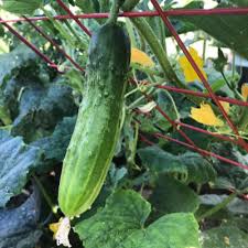 In this video youtuber how does it grow visits a cucumber field grown with vining cucumbers staked up with posts and netting. Cucumber Trellis Large Powder Coated Steel Gardener S Supply