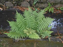 Image result for Christella dentata