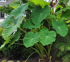 Freshdiscover.com has been visited by 100k+ users in the past month How To Grow Taro Arbi Care And Growing Colocasia