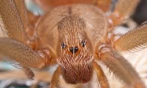 La araña violinista o de rincón es una de las especies de arácnidos más peligrosa con una picadura que puede llegar a ser mortal, sobre todo si se trata de ¿qué hacer si te pica una araña violinista? Arana Violinista El Peligro Mortal Que Se Esconde En Casas