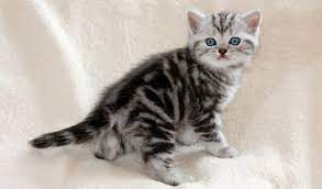 Use the search tool below. British Shorthair Cat Breed Information