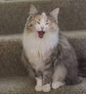 Willow Springs: Hypo Allergenic Siberian Cats and Siberian ...